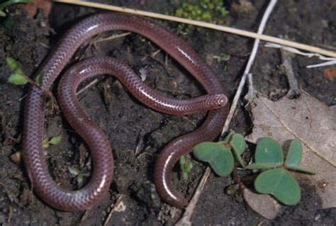 Texas Blind Snake Facts, Description, Diet, and Pictures