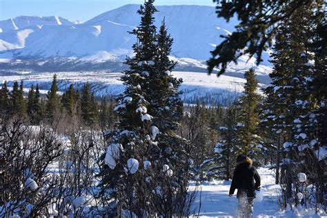 Denali Winter Drive Adventure | Guided Tour from… | ALASKA.ORG