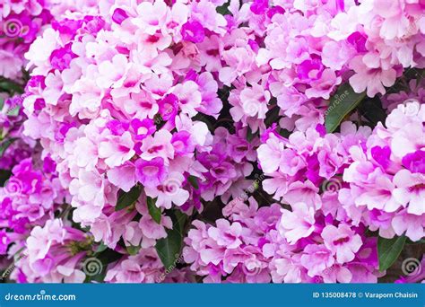 Beautiful Pink Flowers In The Garden Stock Photo - Image of flower, green: 135008478