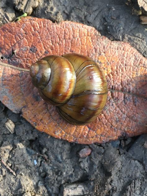 River Snail | NatureSpot