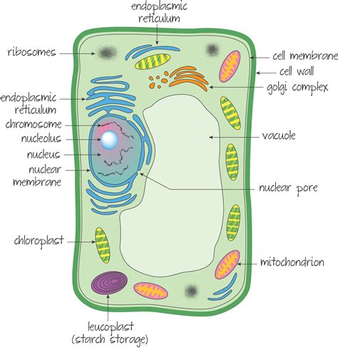 Eukaryotic Plant Cell Diagram