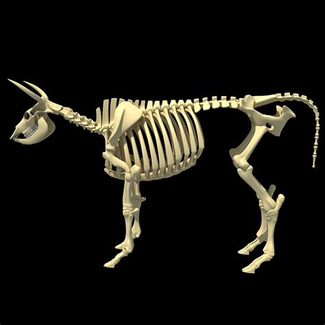 cow skeleton 3d max