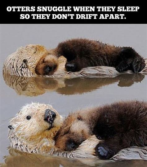 26 Otter Memes That Are Way Too Funny For Words - SayingImages.com | Baby animals funny, Cat ...