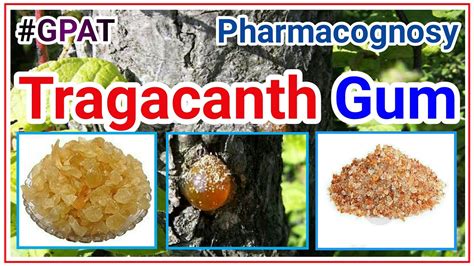 Tragacanth pharmacognosy lecture | carbohydrate containing drug - TRAGACANTH GUM | gum ...