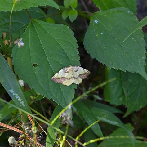 Geometer moth | Project Noah