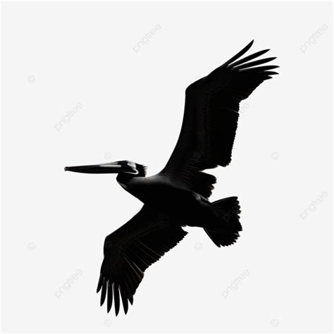 Pelican Flying Silhouette, Pelican, Flying, Side View PNG Transparent ...