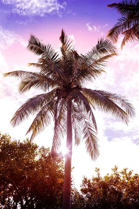 Vintage Retro Filtered Picture of Palm Tree at Sunset Stock Photo - Image of freedom, sundown ...