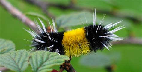 Furry Caterpillar Identification: 17 Common Species - Owlcation