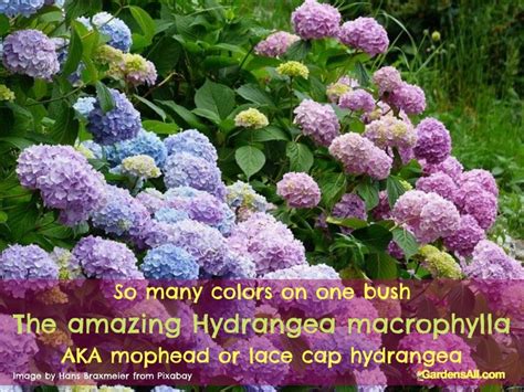 Landscaping with Shade Tolerant Hydrangeas - GardensAll - ORNAMENTALS