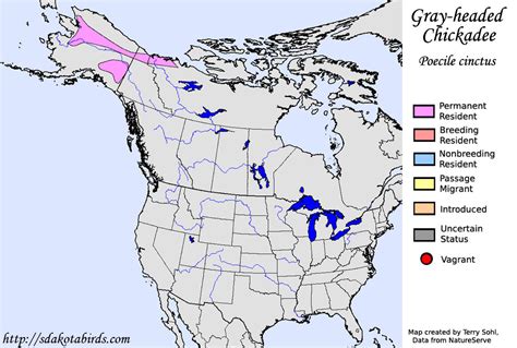 Gray-headed Chickadee - Species Range Map