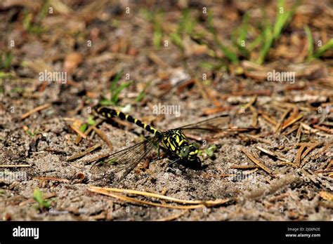 The beautiful nature of Latvia Stock Photo - Alamy