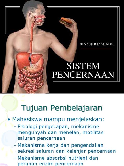 Sistem Pencernaan | Sistem Pencernaan Manusia | Perut