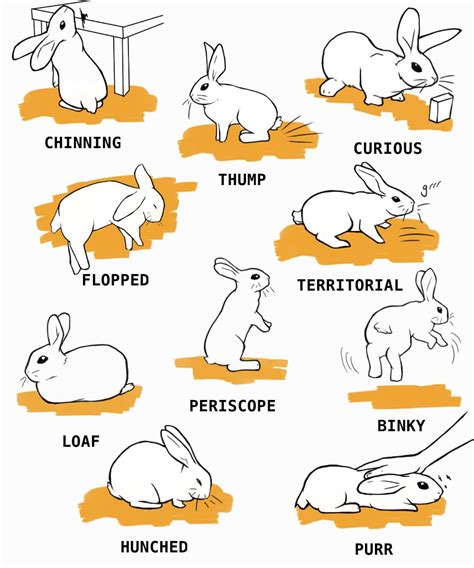 Rabbit Care: The Complete Guide