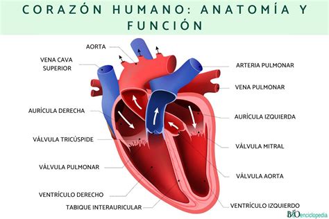 Anatomia Del Corazon