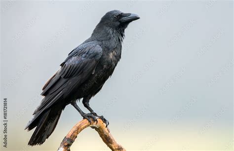 Raven (Corvus corax) Stock Photo | Adobe Stock