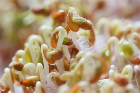 Benefits of Sprouting: How to Sprout