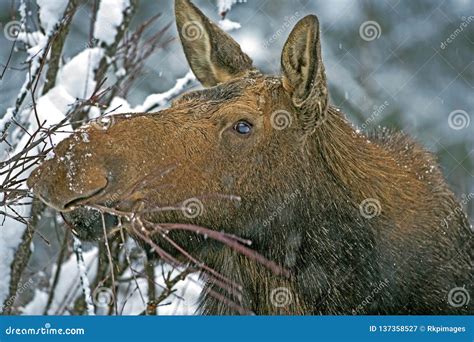 Big Moose Cow in Winter, Eating Twigs, Portrait Close Up Stock Image - Image of animal, close ...