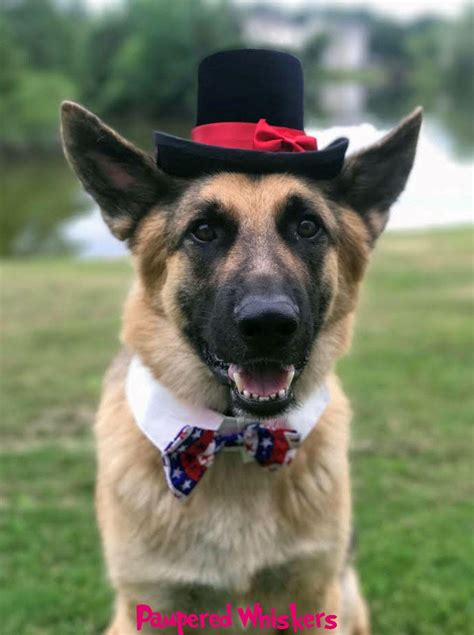 Dog Top Hat the Aristocrat Top Hat for Dogs and Cats-your | Etsy