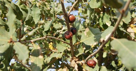 Oak Galls, Quercus infectoria - Top Quality Herbs & Tinctures