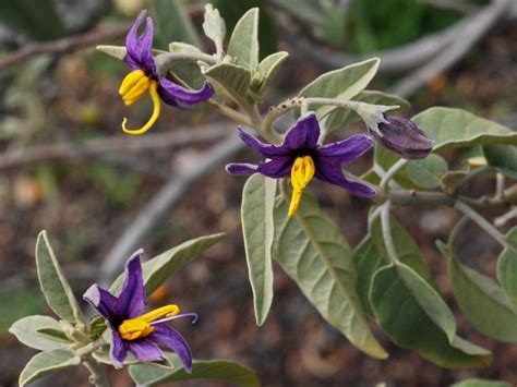 Flower Gallery :: Solanaceae :: D80A4344