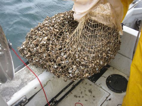 Murphy’s Law: Quagga Mussels Still Rule Lake Michigan » Urban Milwaukee