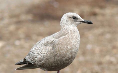 Iceland Gull | Audubon Field Guide