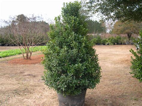 Oakleaf holly | Landscape projects, Plants, Holly tree