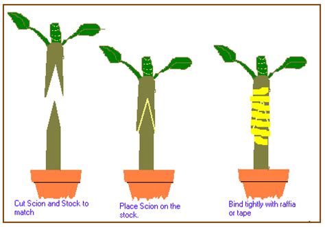 Vegetative Propagation Class 10 - CBSE Class Notes Online - Classnotes123