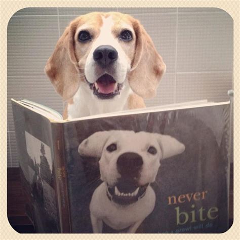 29 best images about Dogs Love Books, Too! on Pinterest | Fun dog, Good books and William wegman