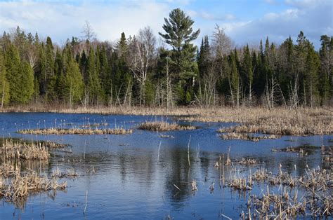 DNR - Wetlands a vital resource for Michigan's wildlife, environment, citizenry