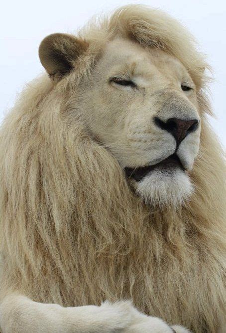 Lion albino | Animals beautiful, Cute animals, Wild cats