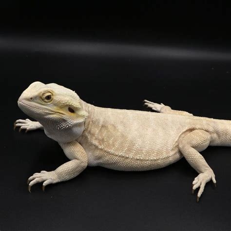 Breeders – 7thgalaxydragons | Bearded dragon breeders, Breeders ...