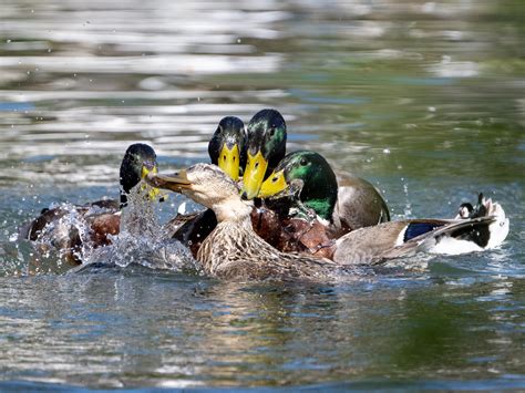 Mallard duck breeding season : r/wildlifephotography