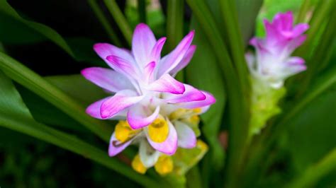 Turmeric Flowers are STUNNING! We Grow A Whole Spectrum of Curcuma ...