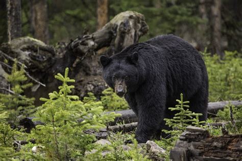 How Maine leads as a model for black bear management – Tucker Ridge ...