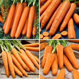 Carrot seeds - selection of 4 varieties – Garden Seeds Market | Free shipping