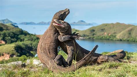 Labuan Bajo Tourism Associations Reject Komodo Island's Ticket at Rp3.75mn - News En.tempo.co