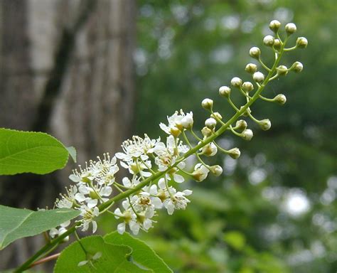 Black Cherry Trees Flowered Beautifully in 2010 – wildeherb.com