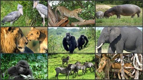 Serengeti National Park Animals | Serengeti Wildlife Safaris | Tanzania Tour