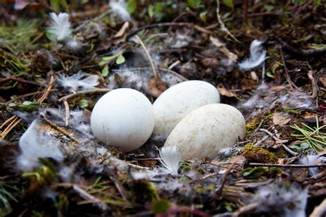 Canadian Geese Eggs | Bird Islands, Flathead Lake, Montana | Troy Smith | Flickr