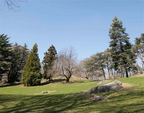 Cedar Hill - Central Park Conservancy