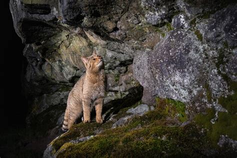 Premium Photo | European wildcat in beautiful nature habitat