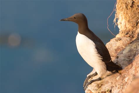 Guillemot Bird Facts | Uria Aalge