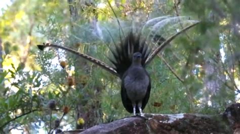 Viral video of a bird mimicking any sound it hears will leave you stunned. Watch | Trending ...