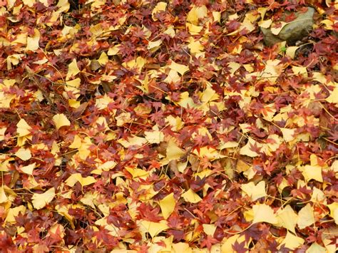 Free Images : nature, branch, texture, fall, flower, petal, orange, red ...