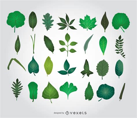 Green Leaves Illustrations Vector Download