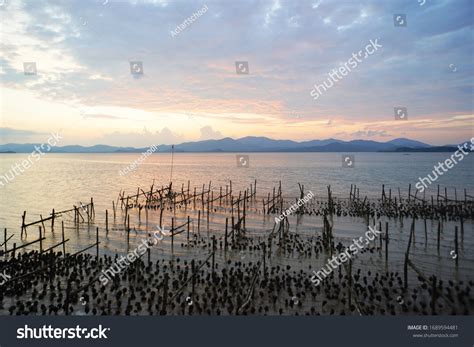 6,051 Oyster Farming Images, Stock Photos & Vectors | Shutterstock