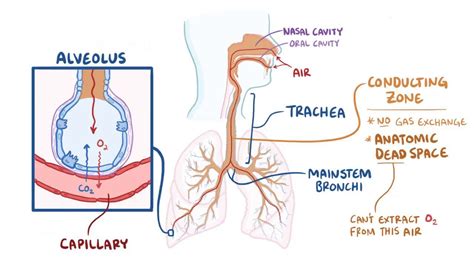 Anatomic And Physiologic Dead Space: Video Anatomy Osmosis, 53% OFF