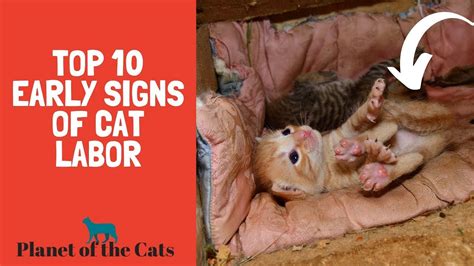 Top 10 Signs Your Cat is in LABOR | by Anessaci | Medium