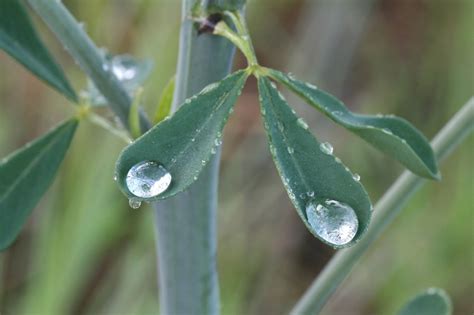 Baptisia tinctoria (yellow wild indigo): Go Botany